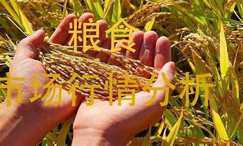 期货行情粮食(粮食期货价格走势)_https://hz.qldgs.com_中金所_第1张