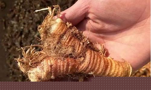 期货黄精药材行情_https://hz.qldgs.com_广期所_第1张